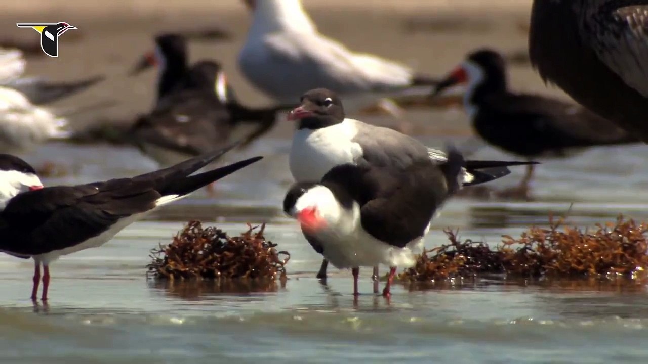 Tern Colony