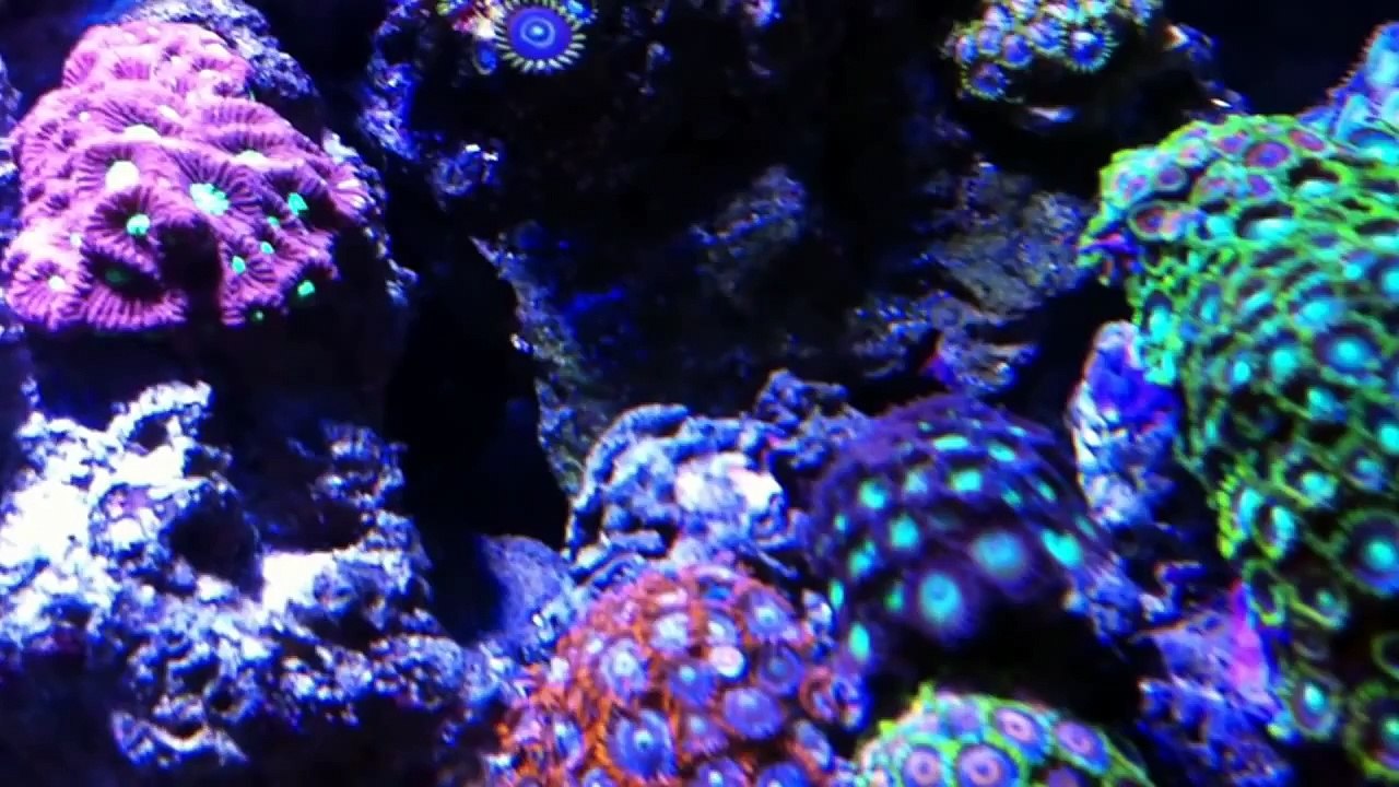 Zoanthid Garden