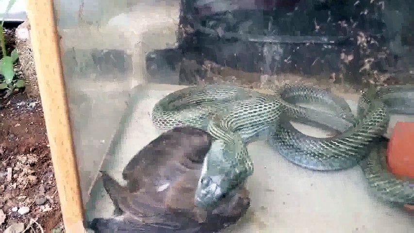 ヘビ アオダイショウ が餌として鳥を捕食３ Dailymotion Video