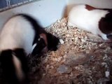 cute little guinea baby guinea pigs