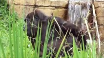 Zoo Stuttgart - Wilhelma: Gorillas auf der neuen Außenanlage