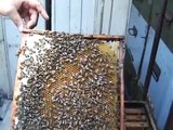 4/7 Secretele albinelor Lucrari practice de vara Apicultura ecologica pentru incepatori Profu Online