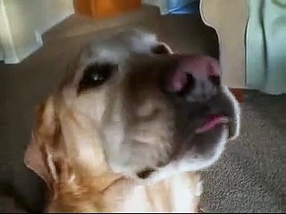 My Dog Chatters When He's Guilty