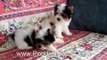 Micro Teacup Poodles vs Biewer Yorkie puppies