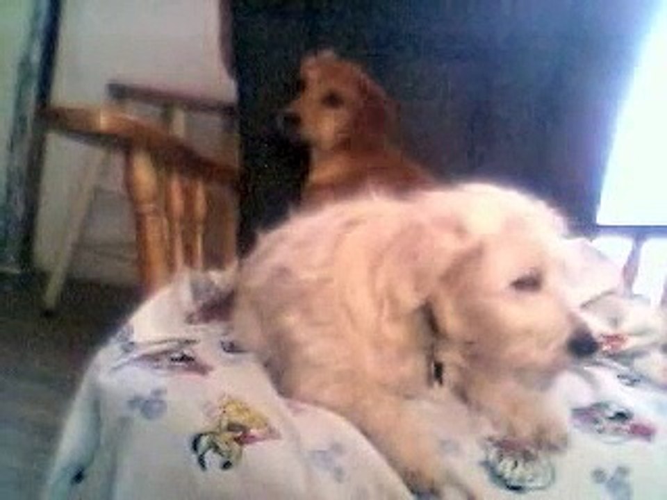 This is my chair!!!!!!!!!!!
