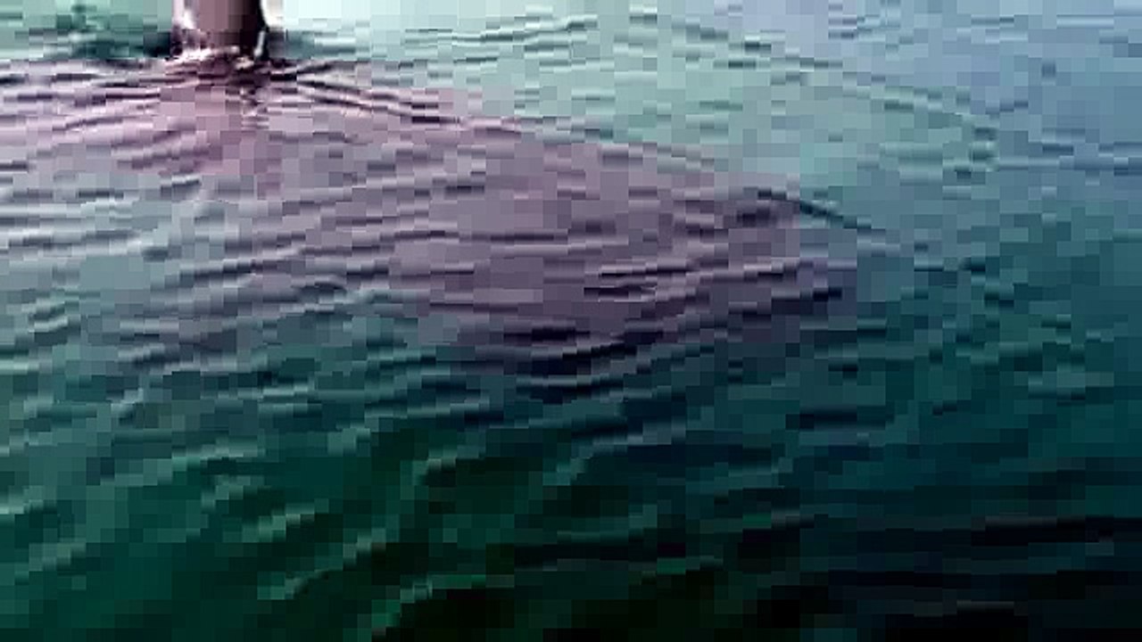 Shark of Darkness - Wrath of Submarine (Full Documentary)