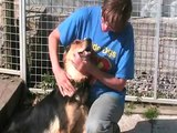 German Shepherds at Many Tears Rescue looking for homes
