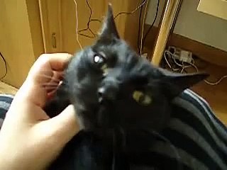 cat purring