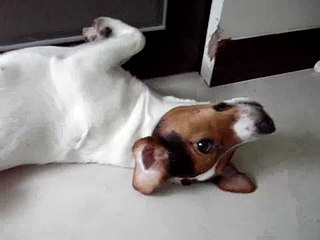 Jack ・Russell kiki sleeping