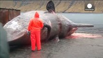 Video: Explosion d'une baleine morte aux iles Feroe - images violentes