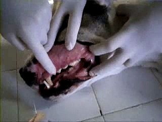 Anestesia nervio infraorbitario en el perro