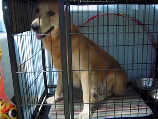 Dan Dan & Her Golden Retriever Pups