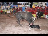 cowdogs border collie cliff perro vaquero rodeo