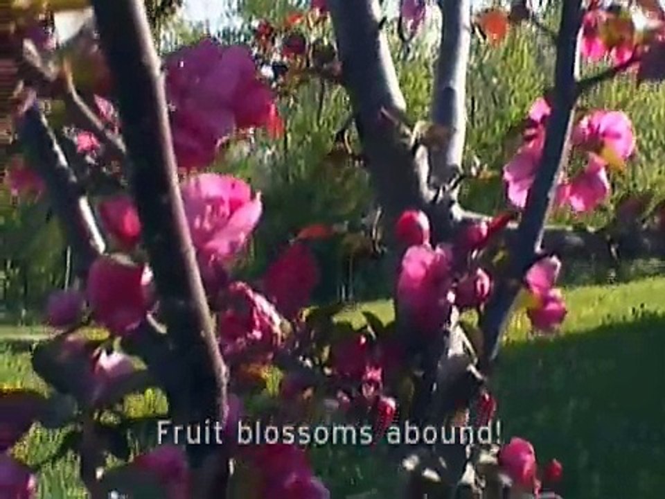 Emu Chicks Three Weeks Old
