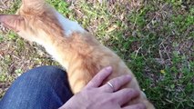 かわいい猫動画 ネコのしっぽを触り続けるとヤバイ