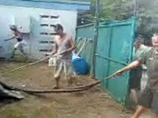 5 metre Pythons In Workplace, Cairns, Australia