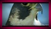 Fastest Flying Bird on Earth - Peregrine falcon