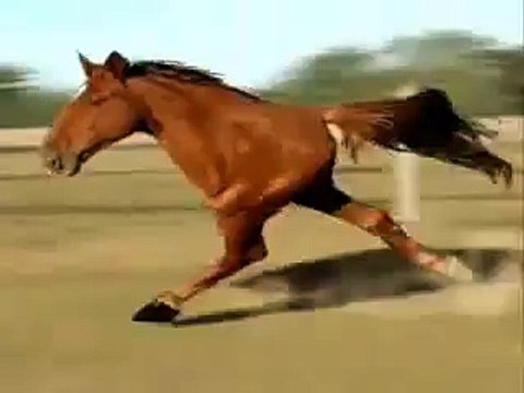 2 legged horse @ Funny Animal Videos Funny Pet Videos, Funny Cat Videos, Cute Pets