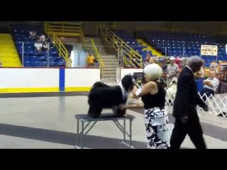 Tibetan Terrier Group at Brockville