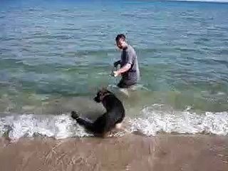 Pastore tedesco: Amos al mare