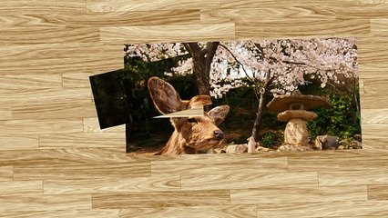 広島・宮島で素泊まりできる格安ゲストハウス！