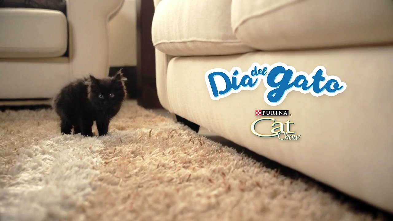 8 razones por las que amamos a los gatos: ¡Feliz Día del Gato!