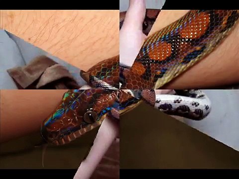 VICIOUS Brazilian Rainbow Boa! Incredible Iridescence