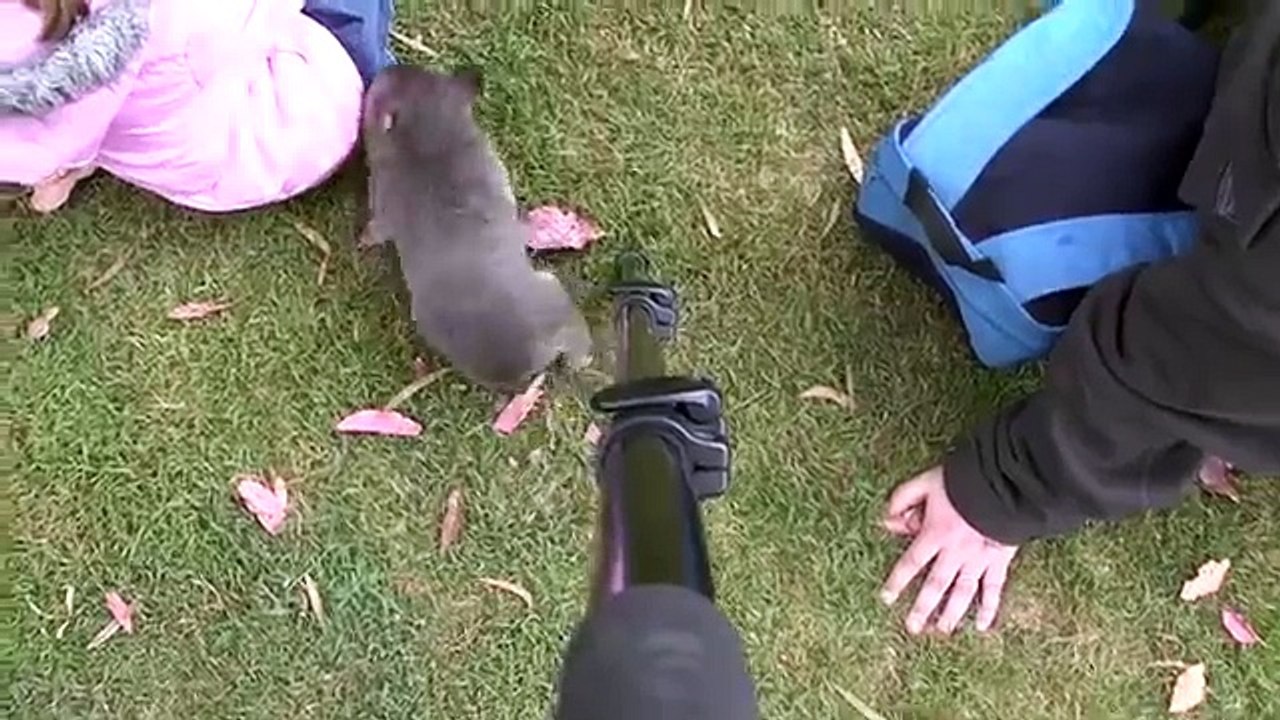 Wombat joey, Bert, from Potoroo Palace