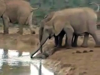 Baby Elephant Rescued from Waterhole