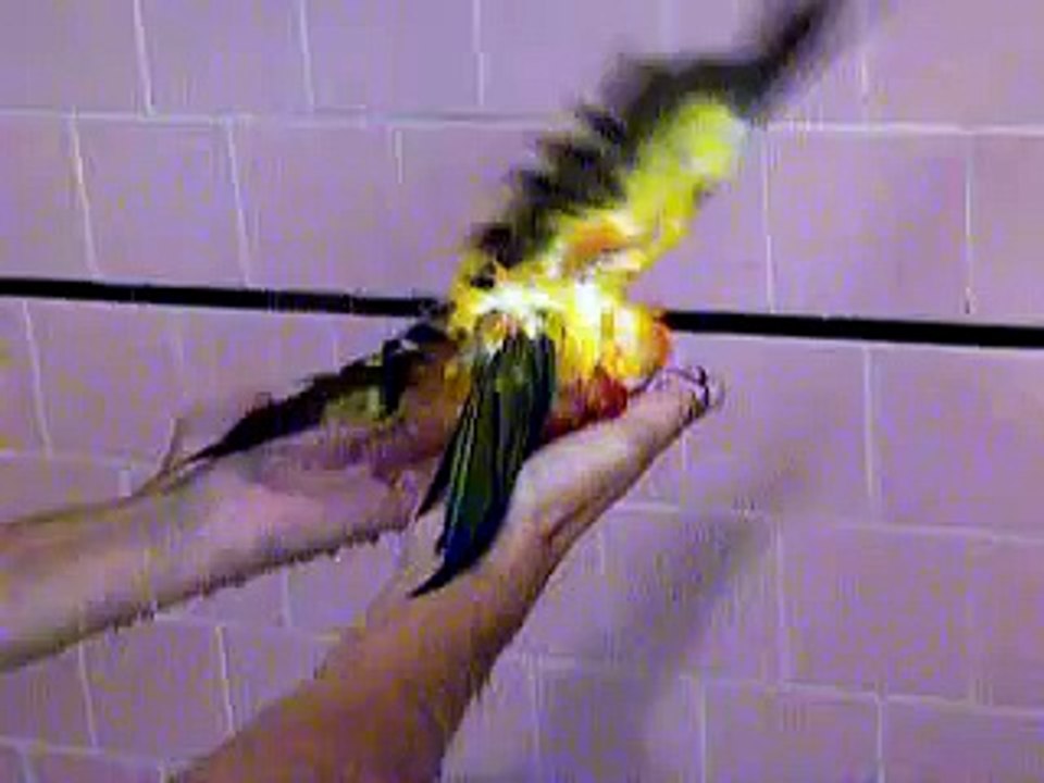 Kiwi The Sun Conure