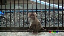 돼지 꼬리 원숭이 ( Pig-Tailed macaque )