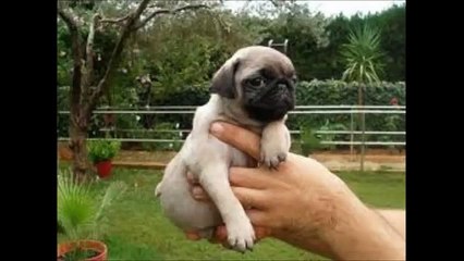 PUG CARLINO ORIGEN DEL NOMBRE, TALLA PESO, CUIDADOS Y MAS