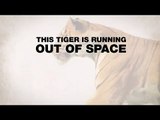Tigers are Running Out of Time - 30 Second Version