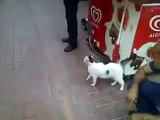 STRAY CAT ROTTWEİLER FİGHT