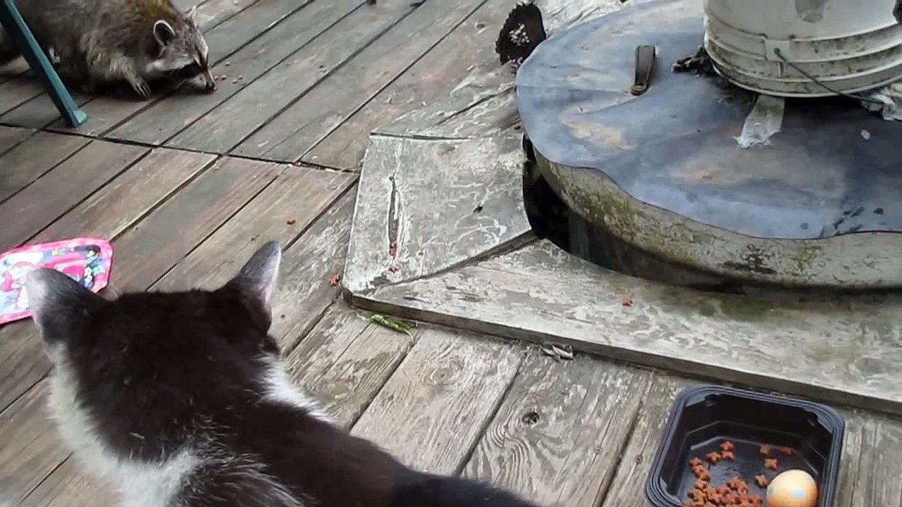 Raccoon victory dance