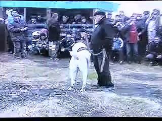 Alabai Legende Shunkar 1