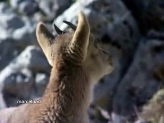 Golden Eagle vs Goats - Metal Remix