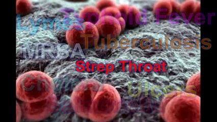 Discover the Fascinating World of Bacteria 🦠