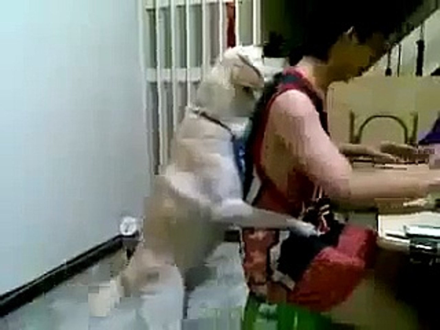 ⁣Funny Dog, Funny Dog Videos