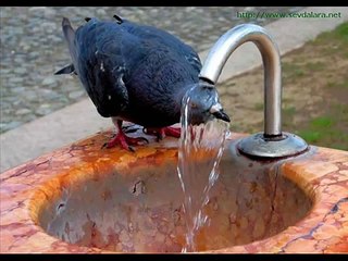 komik video,komik resimler