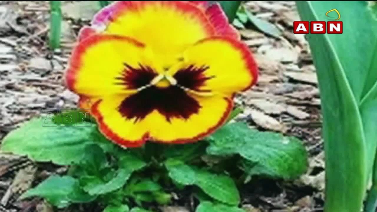 Narilatha flowers in Himalayas - The flowers in shape of a woman