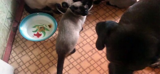 CATS and TOSA INU dog