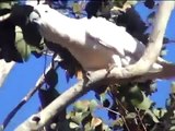 A very cute cockatoo in the wild, Airlie Beach, Queensland, Australia