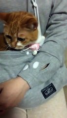 Un sweatshirt pour porter votre chat comme une maman kangourou