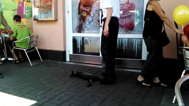 Cute cat taking a nap in front of Mcdonald's door!