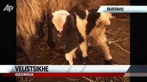 Raw Video: Six Legged Lamb Born in Georgia