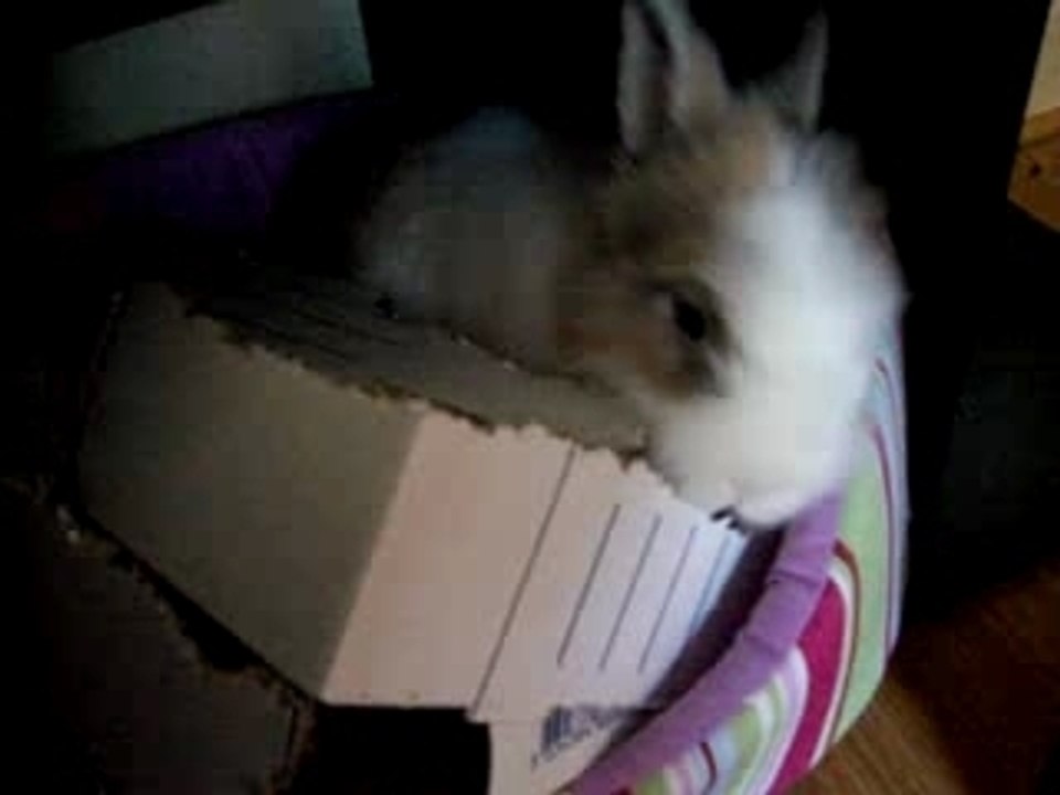 Mushu et son carton