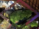 Parrot, amazone blue front Tooki 15 mois