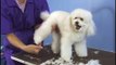 Poodle Teddy Bear Clip  / Pet Grooming Studio Academy
