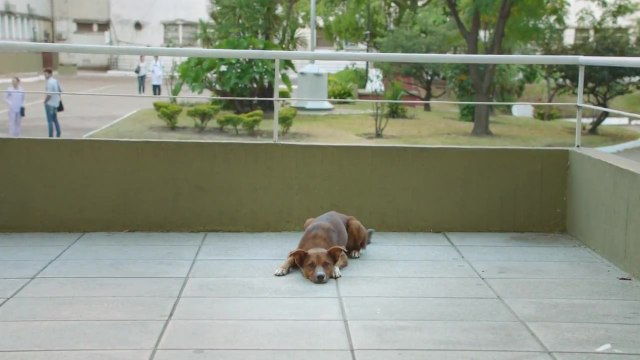 L'homme et le chien (Pub Argentine)